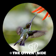 Long-billed Starthroat