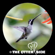 Long-billed Starthroat