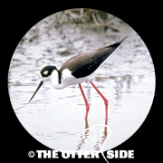 Black-necked Stilt - North American