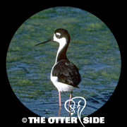 Black-necked Stilt - North American