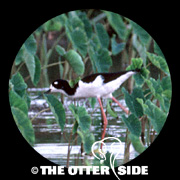 Black-necked Stilt - Hawaiian
