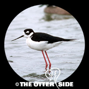 Black-necked Stilt - North American