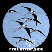 Black-necked Stilt - North American