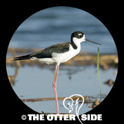 Black-necked Stilt - North American
