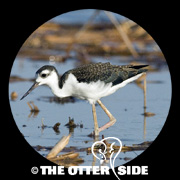 Black-necked Stilt - North American