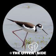 Black-necked Stilt - North American