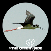 Black-necked Stilt - North American