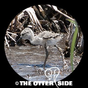 Black-necked Stilt - North American