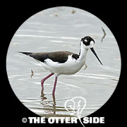 Black-necked Stilt - North American