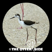 Black-necked Stilt - North American