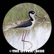 Black-necked Stilt - North American