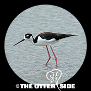 Black-necked Stilt - North American