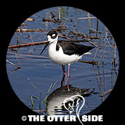 Black-necked Stilt - North American