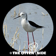 Black-winged Stilt