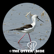 Black-winged Stilt