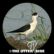 Black-winged Stilt