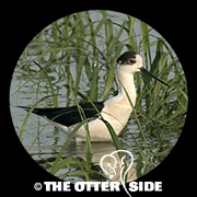 Black-winged Stilt