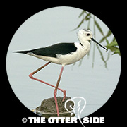 Black-winged Stilt