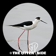Black-winged Stilt