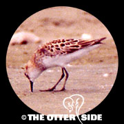 Little Stint