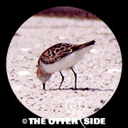 Little Stint