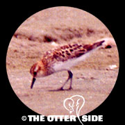 Little Stint