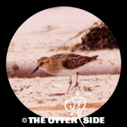 Little Stint
