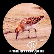 Little Stint