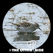 Long-toed Stint
