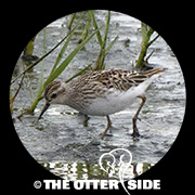 Long-toed Stint