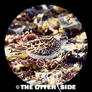 Long-toed Stint