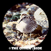 Long-toed Stint