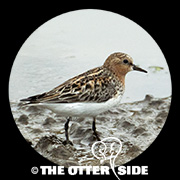 Red-necked Stint