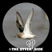 Red-necked Stint