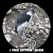 Marabou Stork