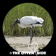 Wood Stork