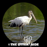 Wood Stork