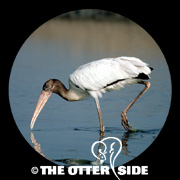 Wood Stork