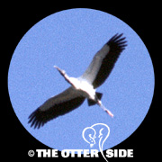 Wood Stork