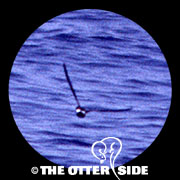 Leach's Storm-Petrel