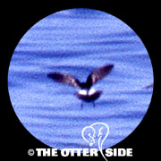 Leach's Storm-Petrel
