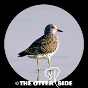 Surfbird