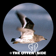 Surfbird