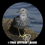Surfbird