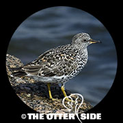 Surfbird