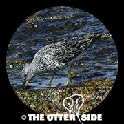 Surfbird