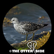 Surfbird