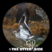 Surfbird