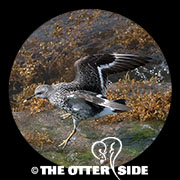 Surfbird