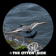 Surfbird